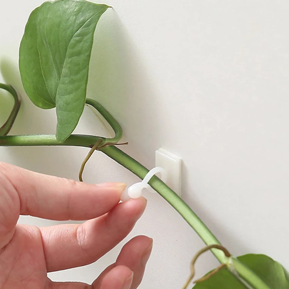 Clips de Fixation Murale en Rotin pour Plantes d’Escalade, Fixateur de Vigne, Auto-Adhésif, 10 Pièces
